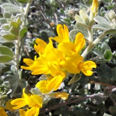 Acmispon argophyllus argophyllus