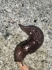 Deroceras reticulatum