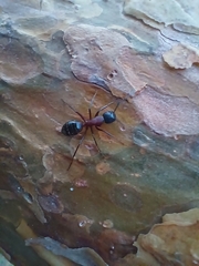 Camponotus