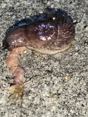 Deroceras reticulatum