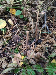 Macrotyphula fistulosa