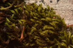 Grimmia ramondii