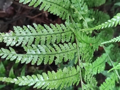 Microlepia strigosa