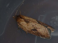 Acleris aspersana