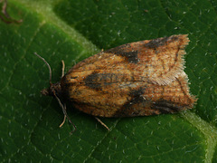 Acleris aspersana