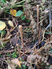 Macrotyphula fistulosa