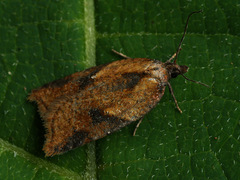 Acleris aspersana