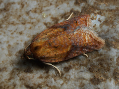 Acleris aspersana