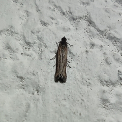 Elasmopalpus lignosella