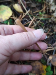 Macrotyphula fistulosa