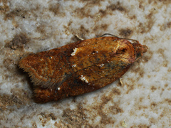 Acleris aspersana