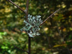 Heterodermia echinata