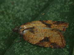 Acleris aspersana