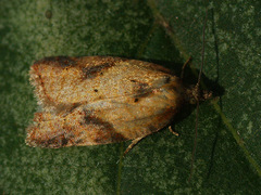 Acleris aspersana