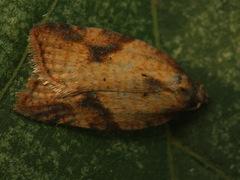 Acleris aspersana