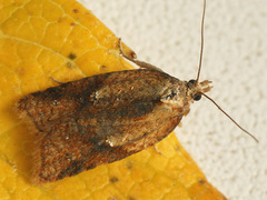 Acleris aspersana
