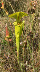 Sarracenia flava