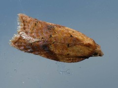 Acleris aspersana