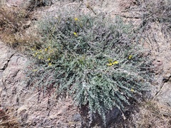 Acmispon argophyllus argophyllus