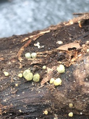 Trichoderma gelatinosum