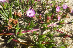 Ruschia geminiflora