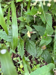 Scopula umbilicata