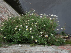 Erigeron karvinskianus