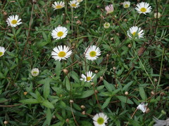 Erigeron karvinskianus
