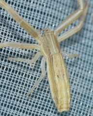 Runcinia flavida