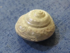 Gibbula magus