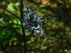 Heterodermia echinata