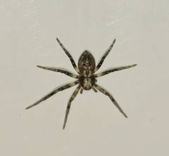 Anyphaena accentuata