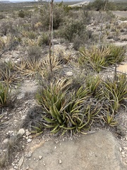 Agave lechuguilla