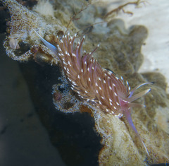 Facelina bostoniensis