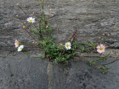 Erigeron karvinskianus