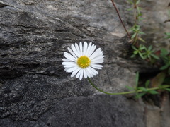 Erigeron karvinskianus