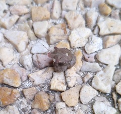 Dyroderes umbraculatus