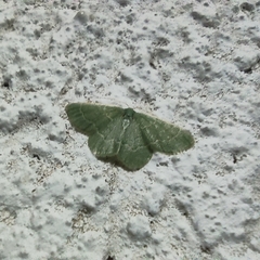 Chlorochlamys phyllinaria