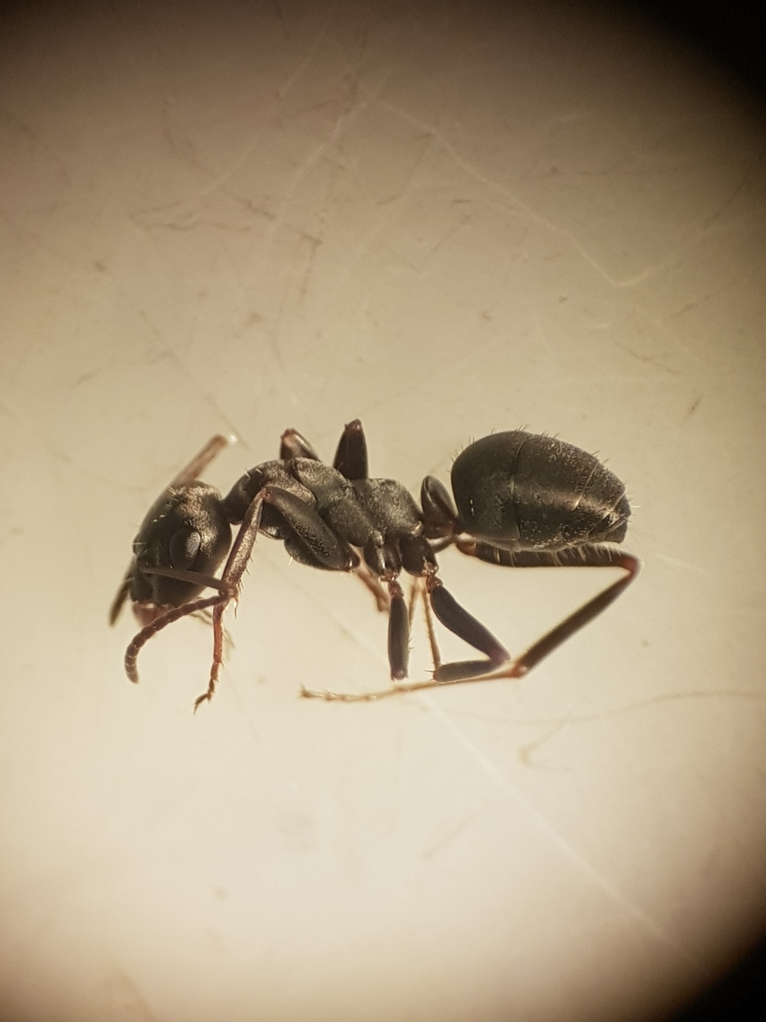 Formica decipiens
