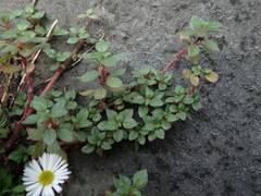 Erigeron karvinskianus