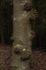 Agrobacterium radiobacter