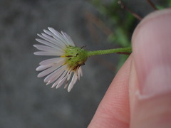 Erigeron karvinskianus
