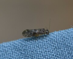 Peripsocus