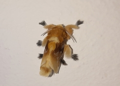 Megalopyge