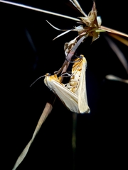 Pareuchaetes pseudoinsulata