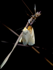 Pareuchaetes pseudoinsulata