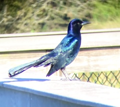 Quiscalus major westoni