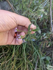 Verbena brasiliensis