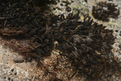 Andreaea