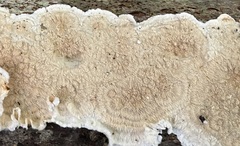 Byssomerulius corium